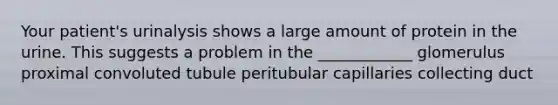 Your patient's urinalysis shows a large amount of protein in the urine. This suggests a problem in the ____________ glomerulus proximal convoluted tubule peritubular capillaries collecting duct