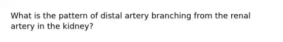 What is the pattern of distal artery branching from the renal artery in the kidney?