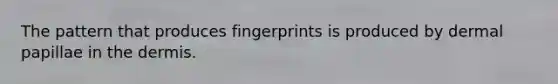 The pattern that produces fingerprints is produced by dermal papillae in the dermis.