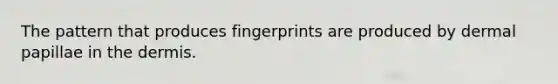 The pattern that produces fingerprints are produced by dermal papillae in the dermis.