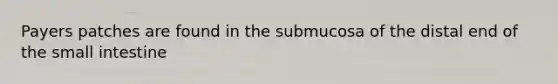 Payers patches are found in the submucosa of the distal end of the small intestine