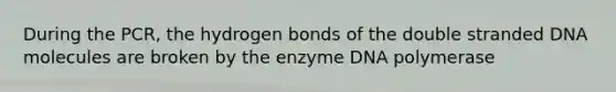 During the PCR, the <a href='https://www.questionai.com/knowledge/kZ0eOQzIqC-hydrogen-bonds' class='anchor-knowledge'>hydrogen bonds</a> of the double stranded DNA molecules are broken by the enzyme DNA polymerase