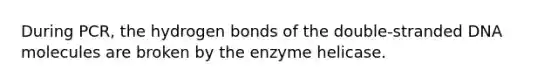 During PCR, the hydrogen bonds of the double-stranded DNA molecules are broken by the enzyme helicase.