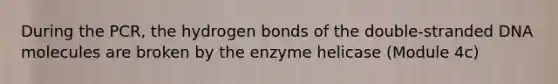 During the PCR, the hydrogen bonds of the double-stranded DNA molecules are broken by the enzyme helicase (Module 4c)