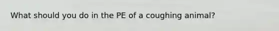 What should you do in the PE of a coughing animal?