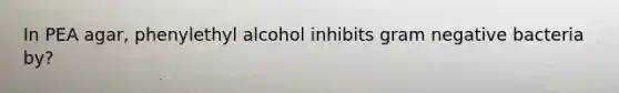 In PEA agar, phenylethyl alcohol inhibits gram negative bacteria by?