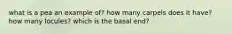 what is a pea an example of? how many carpels does it have? how many locules? which is the basal end?