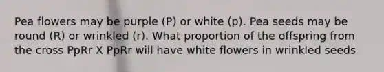 Pea flowers may be purple (P) or white (p). Pea seeds may be round (R) or wrinkled (r). What proportion of the offspring from the cross PpRr X PpRr will have white flowers in wrinkled seeds