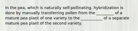 In the pea, which is naturally self-pollinating, hybridization is done by manually transferring pollen from the _________ of a mature pea plant of one variety to the ___________ of a separate mature pea plant of the second variety.