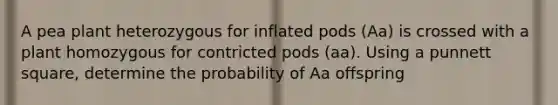 A pea plant heterozygous for inflated pods (Aa) is crossed with a plant homozygous for contricted pods (aa). Using a punnett square, determine the probability of Aa offspring