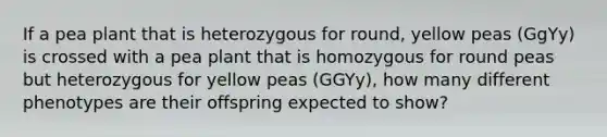 If a pea plant that is heterozygous for round, yellow peas (GgYy) is crossed with a pea plant that is homozygous for round peas but heterozygous for yellow peas (GGYy), how many different phenotypes are their offspring expected to show?