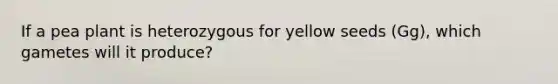 If a pea plant is heterozygous for yellow seeds (Gg), which gametes will it produce?