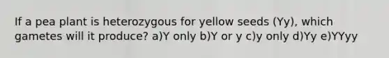 If a pea plant is heterozygous for yellow seeds (Yy), which gametes will it produce? a)Y only b)Y or y c)y only d)Yy e)YYyy