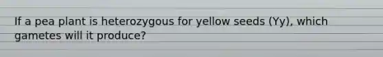 If a pea plant is heterozygous for yellow seeds (Yy), which gametes will it produce?