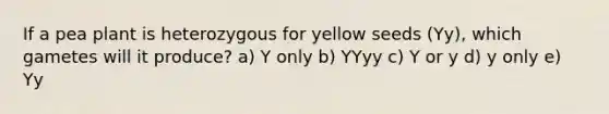 If a pea plant is heterozygous for yellow seeds (Yy), which gametes will it produce? a) Y only b) YYyy c) Y or y d) y only e) Yy