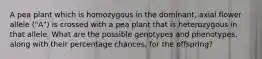 A pea plant which is homozygous in the dominant, axial flower allele ("A") is crossed with a pea plant that is heterozygous in that allele. What are the possible genotypes and phenotypes, along with their percentage chances, for the offspring?