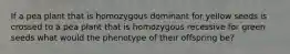 If a pea plant that is homozygous dominant for yellow seeds is crossed to a pea plant that is homozygous recessive for green seeds what would the phenotype of their offspring be?