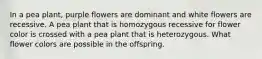 In a pea plant, purple flowers are dominant and white flowers are recessive. A pea plant that is homozygous recessive for flower color is crossed with a pea plant that is heterozygous. What flower colors are possible in the offspring.