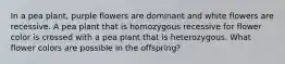 In a pea plant, purple flowers are dominant and white flowers are recessive. A pea plant that is homozygous recessive for flower color is crossed with a pea plant that is heterozygous. What flower colors are possible in the offspring?