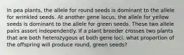 In pea plants, the allele for round seeds is dominant to the allele for wrinkled seeds. At another gene locus, the allele for yellow seeds is dominant to the allele for green seeds. These two allele pairs assort independently. If a plant breeder crosses two plants that are both heterozygous at both gene loci, what proportion of the offspring will produce round, green seeds?