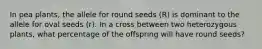 In pea plants, the allele for round seeds (R) is dominant to the allele for oval seeds (r). In a cross between two heterozygous plants, what percentage of the offspring will have round seeds?
