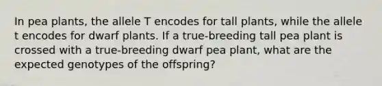 In pea plants, the allele T encodes for tall plants, while the allele t encodes for dwarf plants. If a true-breeding tall pea plant is crossed with a true-breeding dwarf pea plant, what are the expected genotypes of the offspring?