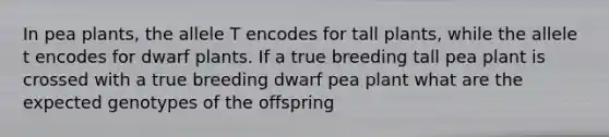 In pea plants, the allele T encodes for tall plants, while the allele t encodes for dwarf plants. If a true breeding tall pea plant is crossed with a true breeding dwarf pea plant what are the expected genotypes of the offspring