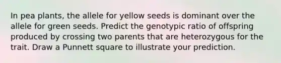 In pea plants, <a href='https://www.questionai.com/knowledge/kAL0udV9XV-the-all' class='anchor-knowledge'>the all</a>ele for yellow seeds is dominant over the allele for green seeds. Predict the genotypic ratio of offspring produced by crossing two parents that are heterozygous for the trait. Draw a Punnett square to illustrate your prediction.