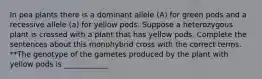 In pea plants there is a dominant allele (A) for green pods and a recessive allele (a) for yellow pods. Suppose a heterozygous plant is crossed with a plant that has yellow pods. Complete the sentences about this monohybrid cross with the correct terms. **The genotype of the gametes produced by the plant with yellow pods is ____________