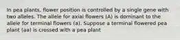 In pea plants, flower position is controlled by a single gene with two alleles. The allele for axial flowers (A) is dominant to the allele for terminal flowers (a). Suppose a terminal flowered pea plant (aa) is crossed with a pea plant