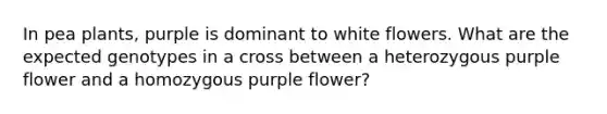 In pea plants, purple is dominant to white flowers. What are the expected genotypes in a cross between a heterozygous purple flower and a homozygous purple flower?