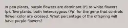 In pea plants, purple flowers are dominant (P) to white flowers (p). Two plants, both heterozygous (Pp) for the gene that controls flower color are crossed. What percentage of the offspring will have purple flowers?