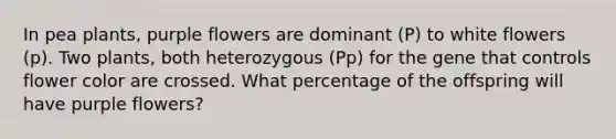In pea plants, purple flowers are dominant (P) to white flowers (p). Two plants, both heterozygous (Pp) for the gene that controls flower color are crossed. What percentage of the offspring will have purple flowers?