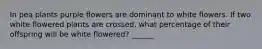 In pea plants purple flowers are dominant to white flowers. If two white flowered plants are crossed, what percentage of their offspring will be white flowered? ______