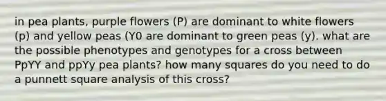 in pea plants, purple flowers (P) are dominant to white flowers (p) and yellow peas (Y0 are dominant to green peas (y). what are the possible phenotypes and genotypes for a cross between PpYY and ppYy pea plants? how many squares do you need to do a punnett square analysis of this cross?