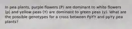 In pea plants, purple flowers (P) are dominant to white flowers (p) and yellow peas (Y) are dominant to green peas (y). What are the possible genotypes for a cross between PpYY and ppYy pea plants?