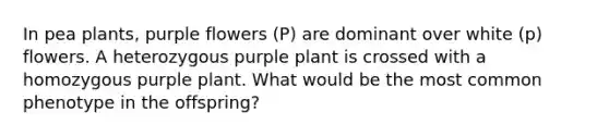 In pea plants, purple flowers (P) are dominant over white (p) flowers. A heterozygous purple plant is crossed with a homozygous purple plant. What would be the most common phenotype in the offspring?