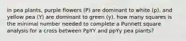 in pea plants, purple flowers (P) are dominant to white (p), and yellow pea (Y) are dominant to green (y). how many squares is the minimal number needed to complete a Punnett square analysis for a cross between PpYY and ppYy pea plants?