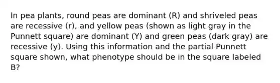 In pea plants, round peas are dominant (R) and shriveled peas are recessive (r), and yellow peas (shown as light gray in the Punnett square) are dominant (Y) and green peas (dark gray) are recessive (y). Using this information and the partial Punnett square shown, what phenotype should be in the square labeled B?