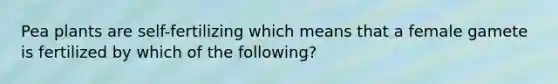 Pea plants are self-fertilizing which means that a female gamete is fertilized by which of the following?