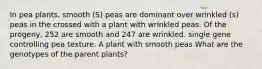 In pea plants, smooth (S) peas are dominant over wrinkled (s) peas in the crossed with a plant with wrinkled peas. Of the progeny, 252 are smooth and 247 are wrinkled. single gene controlling pea texture. A plant with smooth peas What are the genotypes of the parent plants?