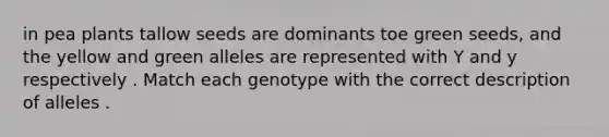 in pea plants tallow seeds are dominants toe green seeds, and the yellow and green alleles are represented with Y and y respectively . Match each genotype with the correct description of alleles .