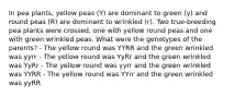 In pea plants, yellow peas (Y) are dominant to green (y) and round peas (R) are dominant to wrinkled (r). Two true-breeding pea plants were crossed, one with yellow round peas and one with green wrinkled peas. What were the genotypes of the parents? - The yellow round was YYRR and the green wrinkled was yyrr - The yellow round was YyRr and the green wrinkled was YyRr - The yellow round was yyrr and the green wrinkled was YYRR - The yellow round was YYrr and the green wrinkled was yyRR