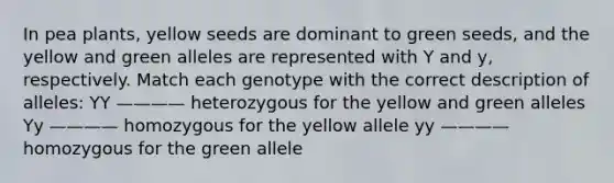 In pea plants, yellow seeds are dominant to green seeds, and the yellow and green alleles are represented with Y and y, respectively. Match each genotype with the correct description of alleles: YY ———— heterozygous for the yellow and green alleles Yy ———— homozygous for the yellow allele yy ———— homozygous for the green allele