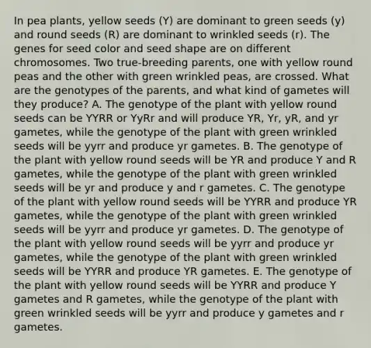 In pea plants, yellow seeds (Y) are dominant to green seeds (y) and round seeds (R) are dominant to wrinkled seeds (r). The genes for seed color and seed shape are on different chromosomes. Two true-breeding parents, one with yellow round peas and the other with green wrinkled peas, are crossed. What are the genotypes of the parents, and what kind of gametes will they produce? A. The genotype of the plant with yellow round seeds can be YYRR or YyRr and will produce YR, Yr, yR, and yr gametes, while the genotype of the plant with green wrinkled seeds will be yyrr and produce yr gametes. B. The genotype of the plant with yellow round seeds will be YR and produce Y and R gametes, while the genotype of the plant with green wrinkled seeds will be yr and produce y and r gametes. C. The genotype of the plant with yellow round seeds will be YYRR and produce YR gametes, while the genotype of the plant with green wrinkled seeds will be yyrr and produce yr gametes. D. The genotype of the plant with yellow round seeds will be yyrr and produce yr gametes, while the genotype of the plant with green wrinkled seeds will be YYRR and produce YR gametes. E. The genotype of the plant with yellow round seeds will be YYRR and produce Y gametes and R gametes, while the genotype of the plant with green wrinkled seeds will be yyrr and produce y gametes and r gametes.