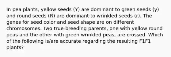 In pea plants, yellow seeds (Y) are dominant to green seeds (y) and round seeds (R) are dominant to wrinkled seeds (r). The genes for seed color and seed shape are on different chromosomes. Two true-breeding parents, one with yellow round peas and the other with green wrinkled peas, are crossed. Which of the following is/are accurate regarding the resulting F1F1 plants?