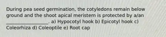 During pea seed germination, the cotyledons remain below ground and the shoot apical meristem is protected by a/an __________________. a) Hypocotyl hook b) Epicotyl hook c) Coleorhiza d) Coleoptile e) Root cap