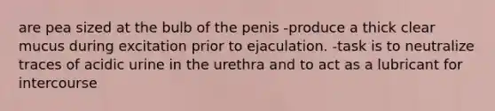 are pea sized at the bulb of the penis -produce a thick clear mucus during excitation prior to ejaculation. -task is to neutralize traces of acidic urine in the urethra and to act as a lubricant for intercourse