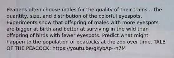 Peahens often choose males for the quality of their trains -- the quantity, size, and distribution of the colorful eyespots. Experiments show that offspring of males with more eyespots are bigger at birth and better at surviving in the wild than offspring of birds with fewer eyespots. Predict what might happen to the population of peacocks at the zoo over time. TALE OF THE PEACOCK: https://youtu.be/gKybAp--n7M
