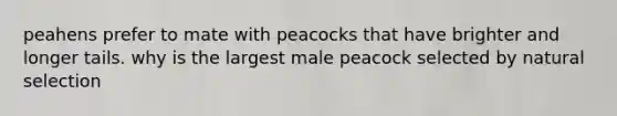 peahens prefer to mate with peacocks that have brighter and longer tails. why is the largest male peacock selected by natural selection